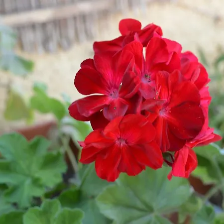 Apartment Vanessa Poros (Kefalonia)