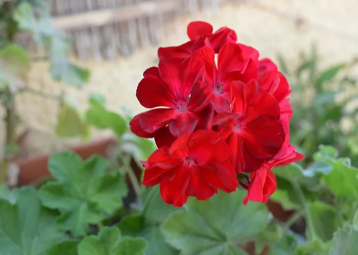 Lägenhet Vanessa Poros (Kefalonia)